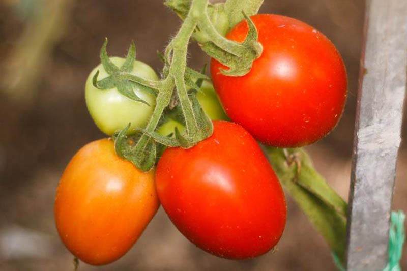 Гибриды томатов для открытого грунта. Гибрид f1. Помидоры гибриды лучшие. Какие семена у помидора. Семена гибридных томатов фото.